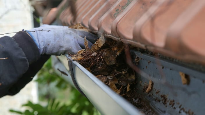Close-up of a gloved hand removing wet leaves from a gutter to prepare a property for fall and winter.