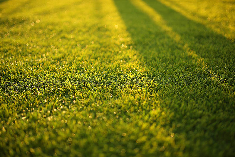 Commercial Landscape Services