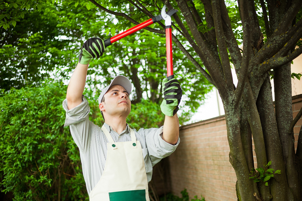 Commercial Landscaping Company