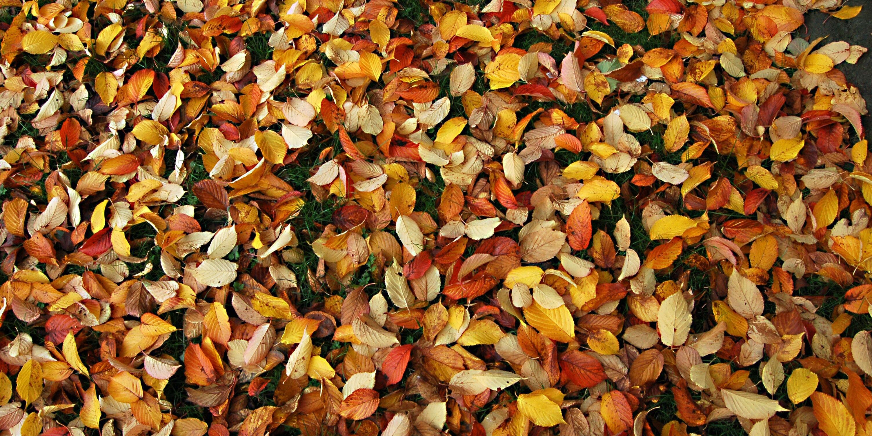 commercial grounds care autumn