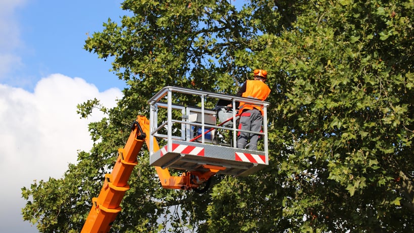 Storm-Ready Landscapes Assessing Tree Health Before the Clouds Roll In